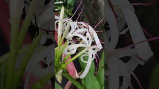 научное название文殊兰文殊蘭（學名：Crinum asiaticum）VID20240606062744 [upl. by Htelimay673]