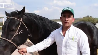 Uso detallado del Shampoo para Caballos  Regenoleo Pepe Reyes [upl. by Naig]