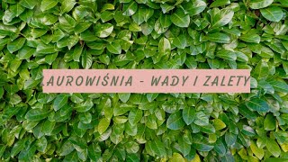 Laurowiśnia  Wady i zalety [upl. by Ronda]