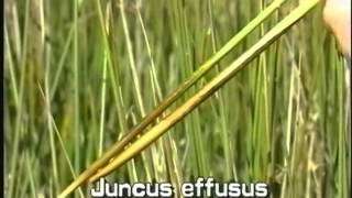 How to identify Soft rush Juncus effusus [upl. by Markiv]