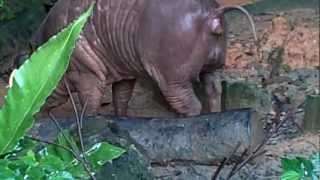 Babirusa Poops at Singapore Zoo [upl. by Lednam116]