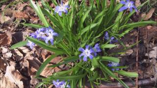 Grote sneeuwroem Chionodoxa forbesii Baker  20170325 [upl. by Ahsikcin]