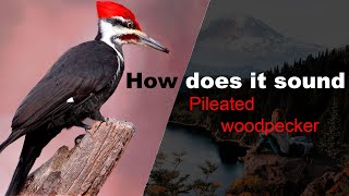 Pileated woodpecker [upl. by Trinette]