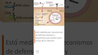 🤓 INMUNIDAD INNATA EN LA DEFENSA DE LOS MICROBIOS [upl. by Aaberg]