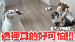 【好味小姐】我下次不要來了這裡真的好可怕！｜好味貓日常230 [upl. by Euqinwahs]