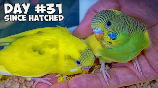 Hand Feed Baby Budgies  Ultimate Taming Guide [upl. by Atirabrab]