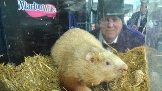 Ontario groundhog Wiarton Willie predicts an early spring [upl. by Adaval]