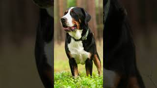 🏔️ Meet the Mighty Greater Swiss Mountain Dog 🐾❤️Dog Dogs Dogfacts Greaterswissmountaindog [upl. by Erdnaid]