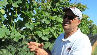 Grapevine Nutrient Management Petiole Sampling and Analysis [upl. by Loggia598]