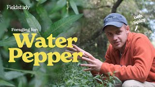 Identify WaterPepper Persicaria hydropiper  Wild Edibles UK [upl. by Rellek]