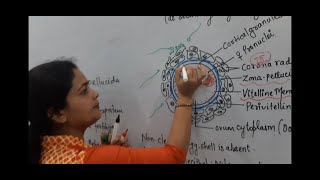 structure of human ovum  Sheetal Mishra Biology Classes  secondary Oocyte  zona pellucida  12th [upl. by Animlehliw]