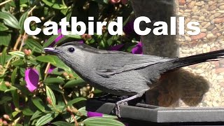 Funny Catbird Calls Slow FYV [upl. by Echo]