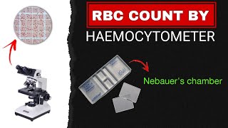 Red Blood Cell Count Test  Total RBC count  Procedure and Calculations [upl. by Hosea]