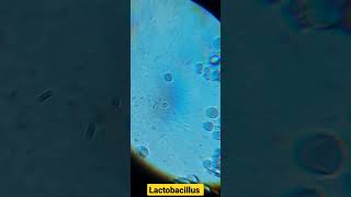 Lactobacillus under microscope microscope bacteria Lactobacillus yoghurt [upl. by Anyat]