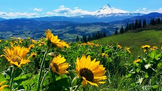 Relaxing Meadow with Ambient Nature Sounds Wildflowers and Mountain View  8 Hours [upl. by Sharpe]