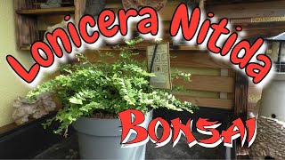 Lonicera Nitida Bonsai [upl. by Copp]