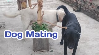 Dog mating [upl. by Melantha]