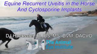 Equine Recurrent Uveitis and Cyclosporine Implantation [upl. by Hovey]