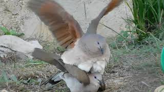 White Tipped Doves Courtship amp Mating Behavior [upl. by Etnaid]