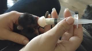 Best Tool For BottleFeeding Newborn Puppies [upl. by Marielle]