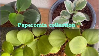 My Peperomia Collection A Trio of Unique BeautiesIndoor plantsTour Time🌵🪴 [upl. by Anse]