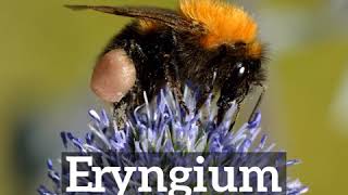 How to Say Eryngium in English  How Does Eryngium Look  What is Eryngium [upl. by Ihc]