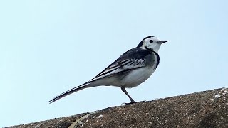 Bird Facts The Pied Wagtail [upl. by Adnuhs253]