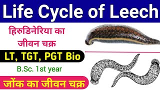 hirudinaria ka jeevan chakra  life cycle of hirudinaria granulosa  life cycle of a leech  lt tgt [upl. by Manbahs299]