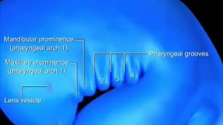 DEVELOPMENT OF PHARYNGEAL ARCHES  EMBRYOLOGY ANIMATED VIDEO  PHARYNGEAL POUCHES PHARYNGEAL CLEFT [upl. by Elleyoj416]