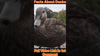 Fun Facts About Ducks  Information About Ducks  DuckBatakh Facts Short  Duck Info Short [upl. by Matthew]