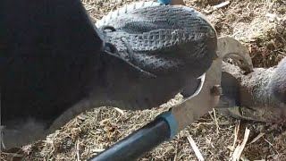 Repairing donkey hooves is too difficult it requires stepping on large scissors to cut them off [upl. by Lipp]