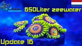 650Liter Zeewater aquarium update16  zoutwater aquarium [upl. by Lleirbag122]