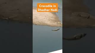 Crocodile in Dhadhar nadi  Jambusar  ytstudio shorts viralshorts dhadhar [upl. by Fanchette]