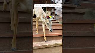 This man rescued the deer from danger in time and then animalshorts shortvideo [upl. by Minette]