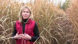 Growing Miscanthus A Crop With Potential Part 1 [upl. by Hallock171]