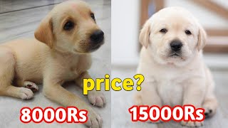 Labrador Price Difference  labrador price in india [upl. by Christina]