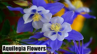 How to grow Aquilegia plant  Columbine flowers  Care and tips of Aquilegia [upl. by Japeth]