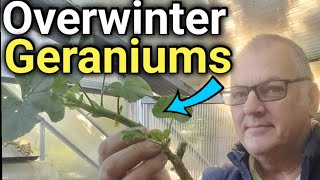 How to Overwinter Geraniums Made Easy StressFree Tips [upl. by Alidis887]