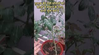 Save Rose Plants from insectsUse Actara insecticide [upl. by Atyekram]