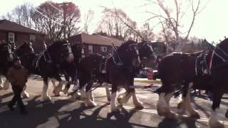 Hallamore Clydesdales [upl. by Deth969]