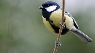 CHANT DE LA MÉSANGE CHARBONNIÈRE AU PRINTEMPS [upl. by Sweet]