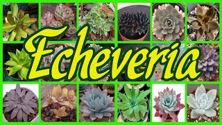 225 TIPOS DE ECHEVERIA [upl. by Gem]