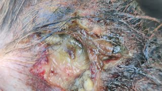 Removing hundreds of maggots from dogs ear [upl. by Nybor258]