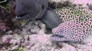 Two moray eels close up  Maldives April 2013 [upl. by Kariv589]