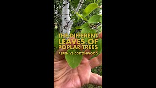 Different Leaves of Poplar Trees  Aspen vs Cottonwood [upl. by Inahteb]