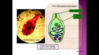 Fasciola and Heterophyes practical section Year1  Sem2 [upl. by Husein]