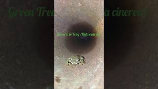 Green Tree Frog Hiding in a Metal Post greentreefrog treefrog snakeroad shawneenationalforest [upl. by Dloraj]