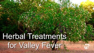 Herbal Treatments for Valley Fever [upl. by Antipas]