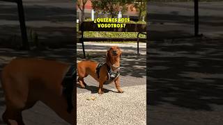 NO reconozco a mi PAPÁS😱💖 perrosalchicha dachshund shorts humor [upl. by Egidio856]