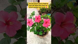 Java ke phool main chai ki Patti ka pani dal dijiye bhar bhar kar phool aayege meri tarah gardening [upl. by Ayaj645]